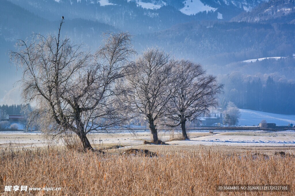 冬日旷野枯树雪景