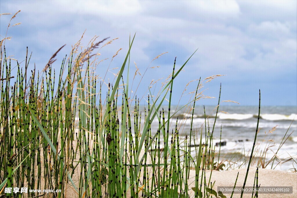 海边芦苇与翻涌海浪
