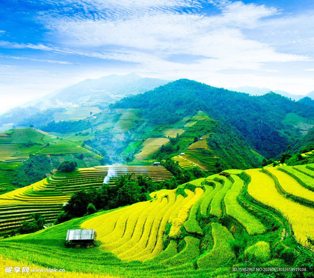 金黄梯田与青山蓝天美景