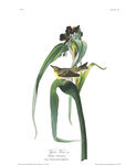 手绘兰花植物插画