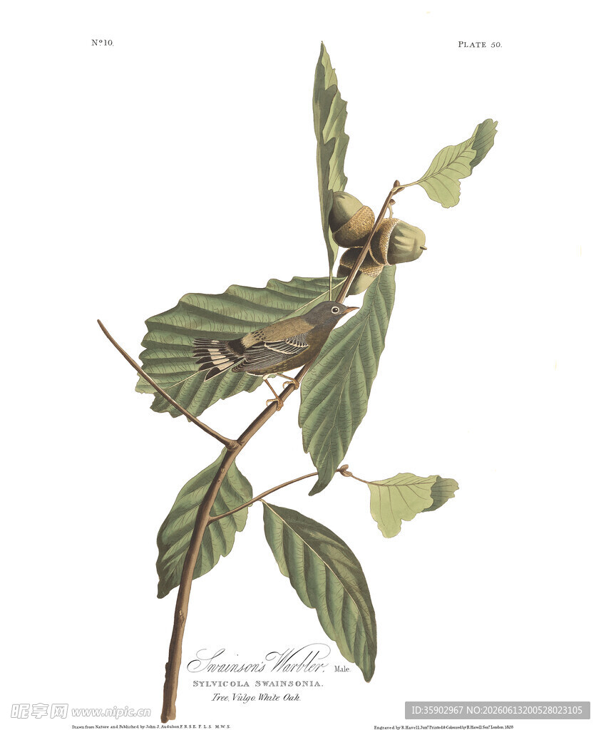 带果枝叶植物插画