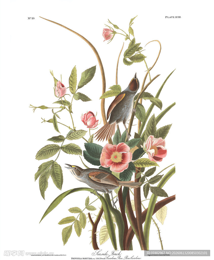 复古风花卉鸟类插画