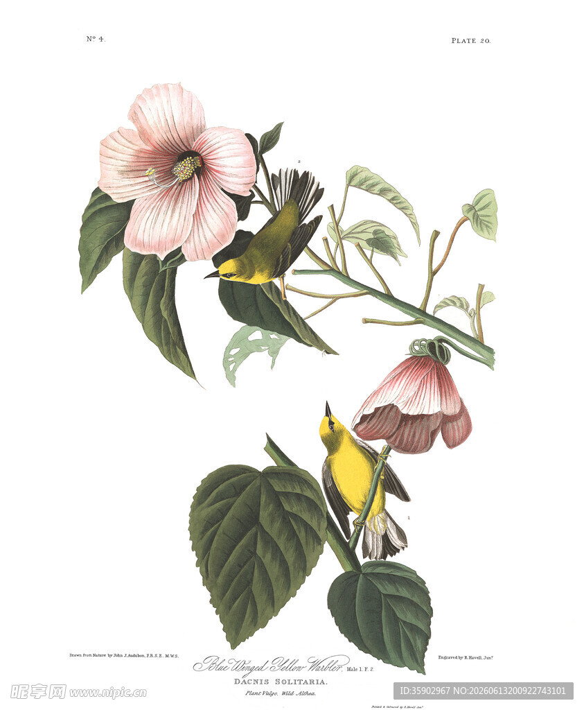 花卉上的小鸟绘画作品