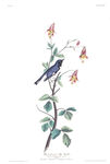 枝头飞鸟与花卉图