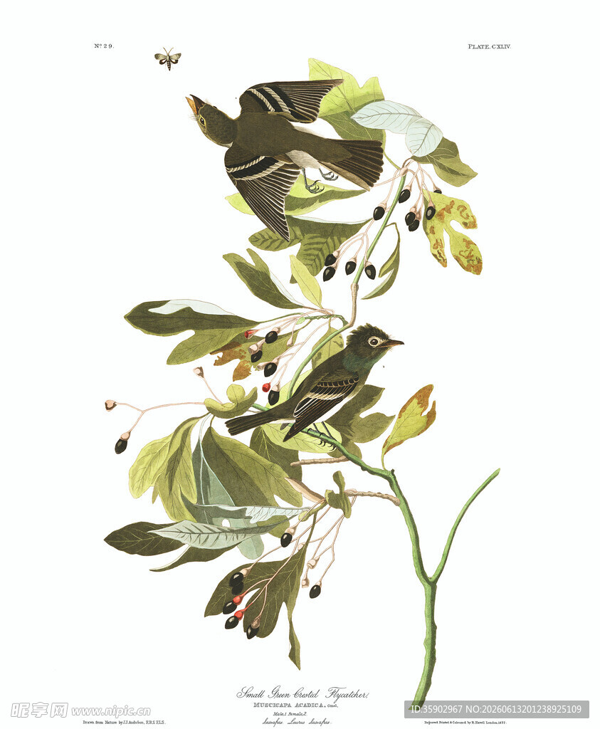 复古风植物插画