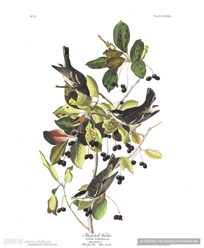 复古风植物插画