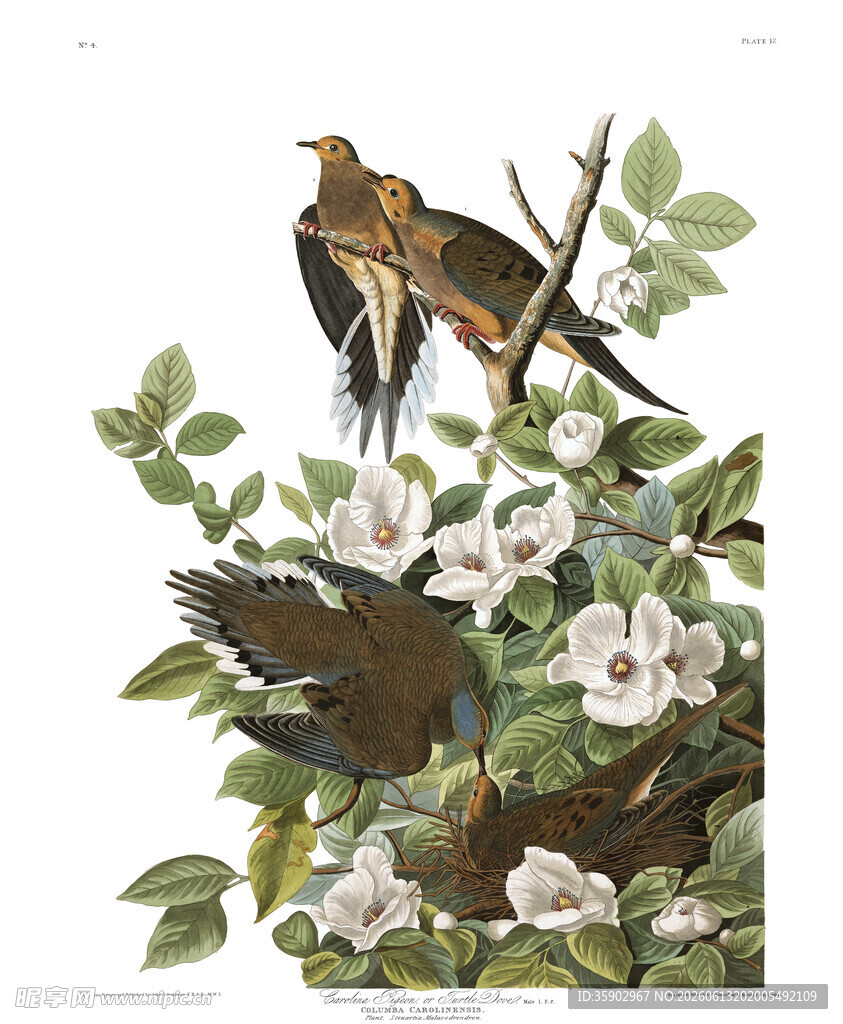 枝头双鸟与繁花