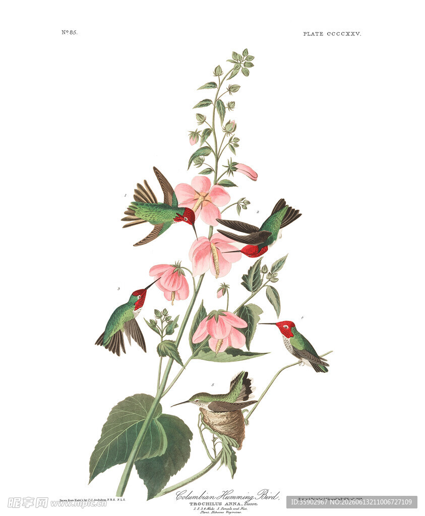 蜂鸟与花卉插画