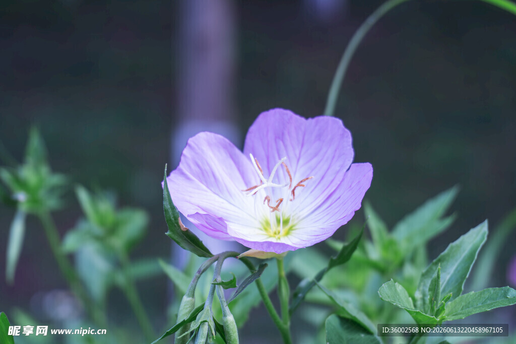 粉紫花影