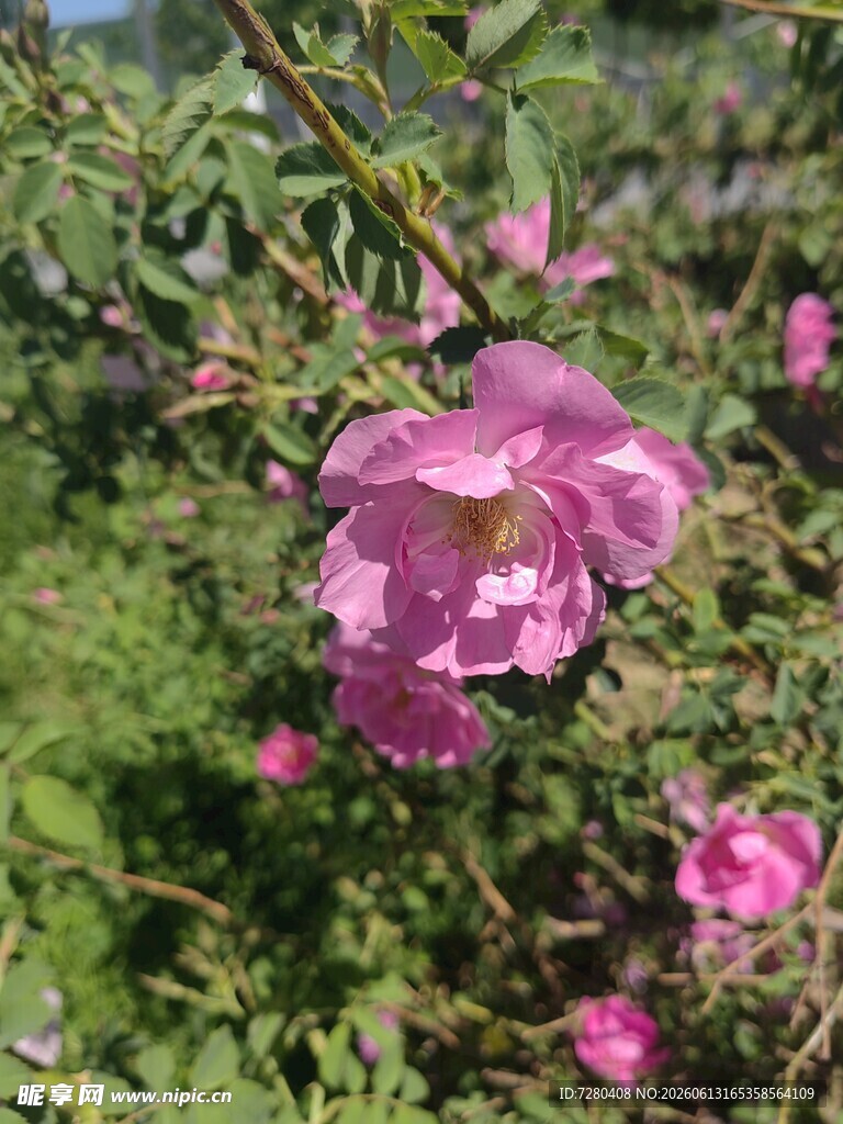 绽放的粉色蔷薇花