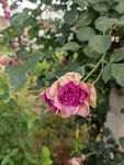 娇艳双色月季花绽放