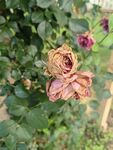 枯萎的月季花