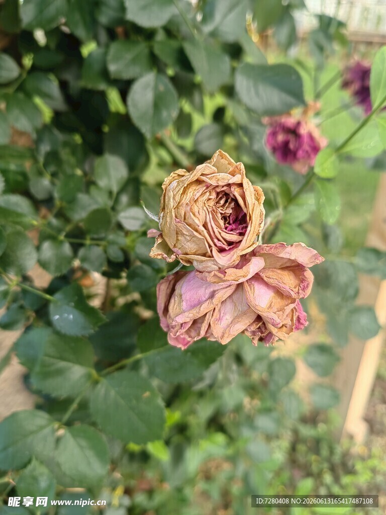枯萎的月季花