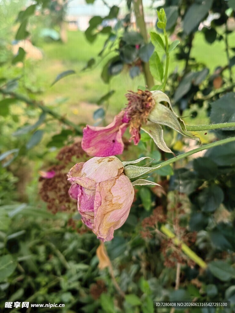 月季