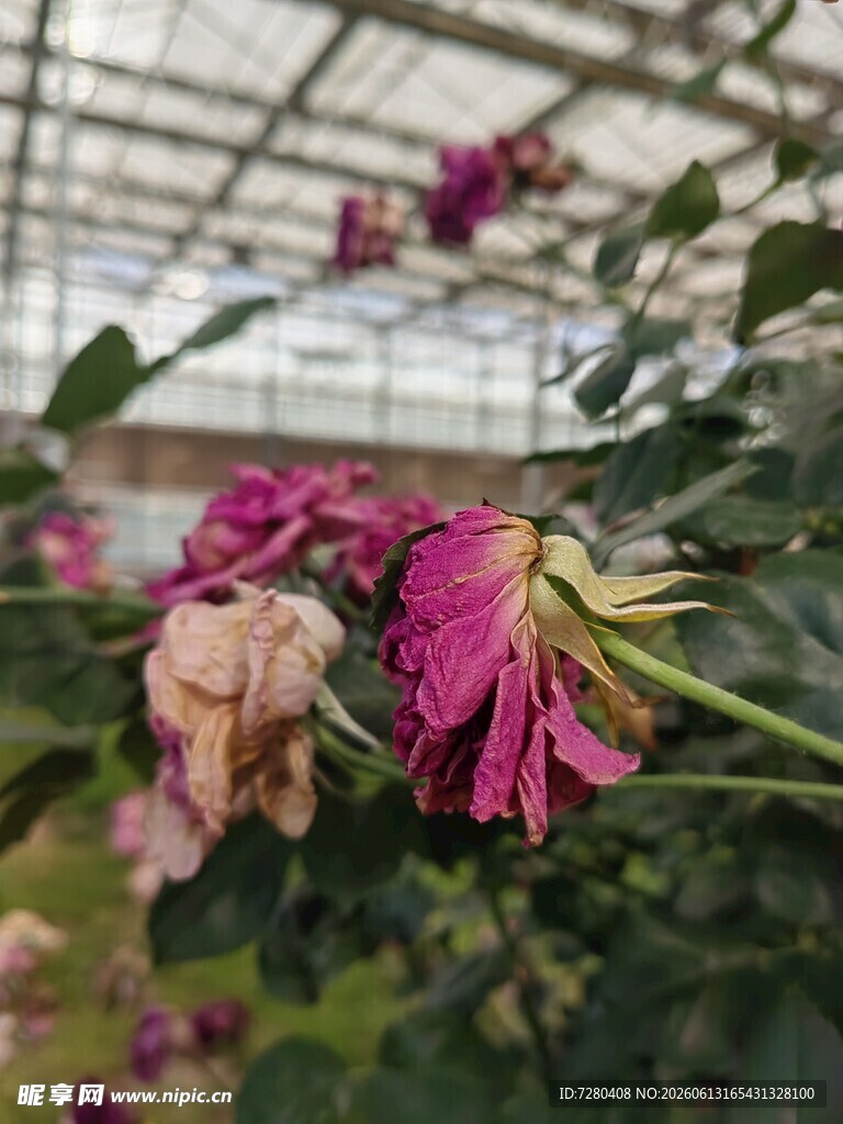 温室中枯萎的娇艳玫瑰花
