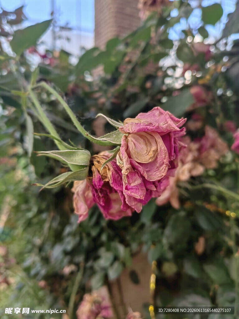 枯萎的粉色玫瑰