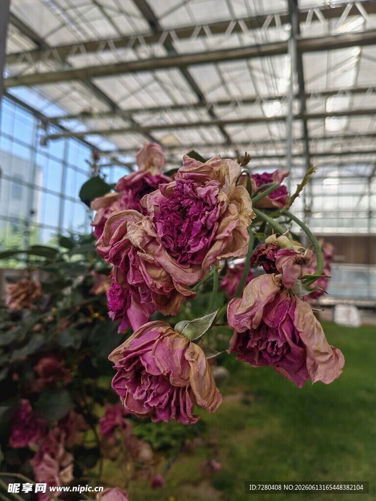 百合花
