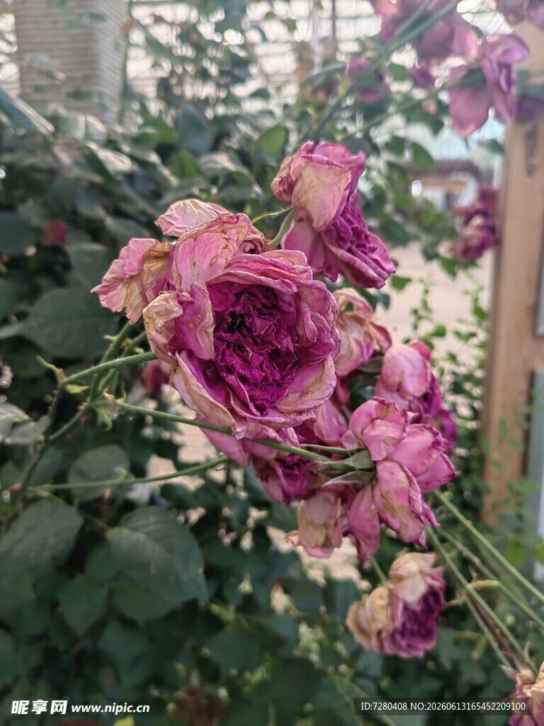 枯萎的粉色玫瑰花束