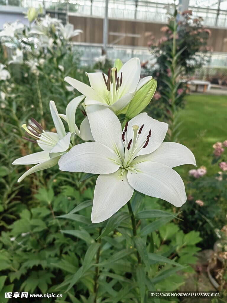 清新白色百合花绽绿叶间
