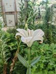 白色百合花绽放于绿植间