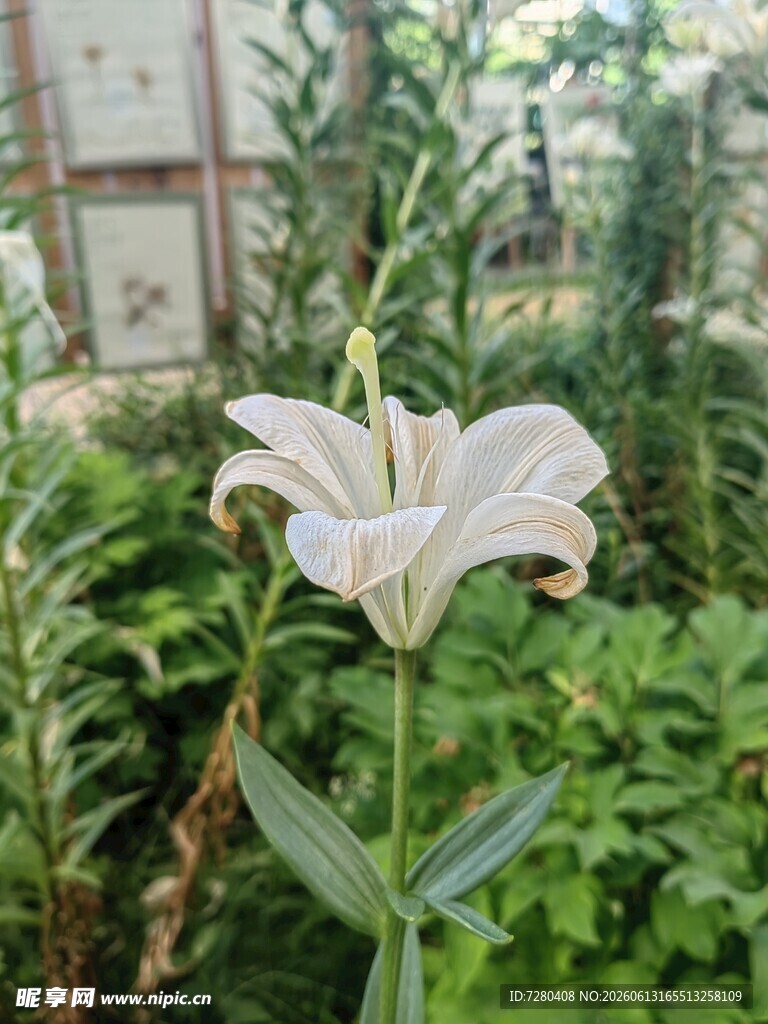 白色百合花绽放于绿植间
