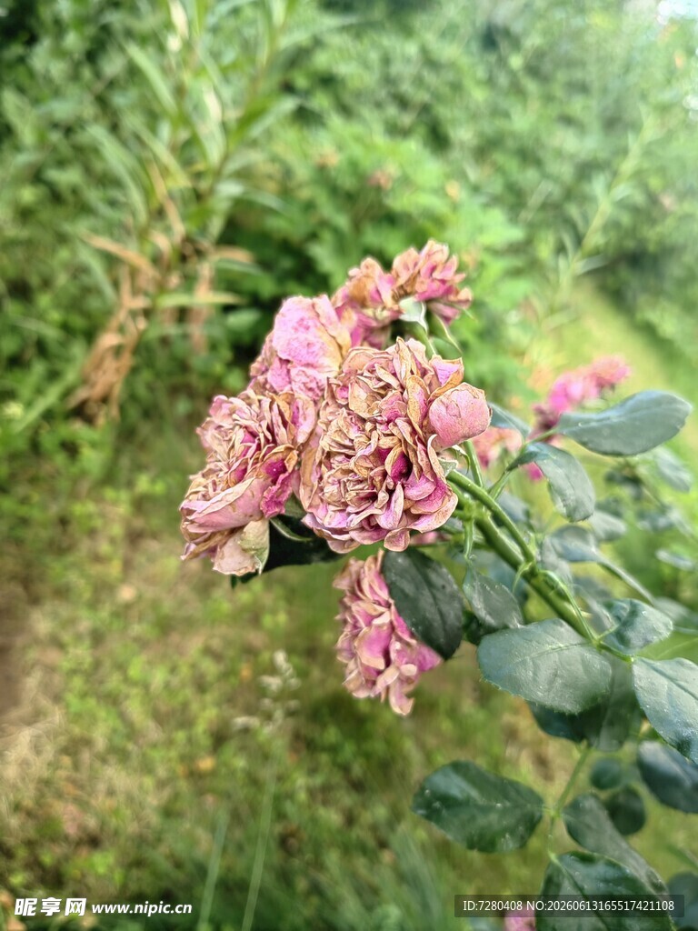 粉色蔷薇绽放于绿野