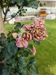 枯萎的多彩月季花