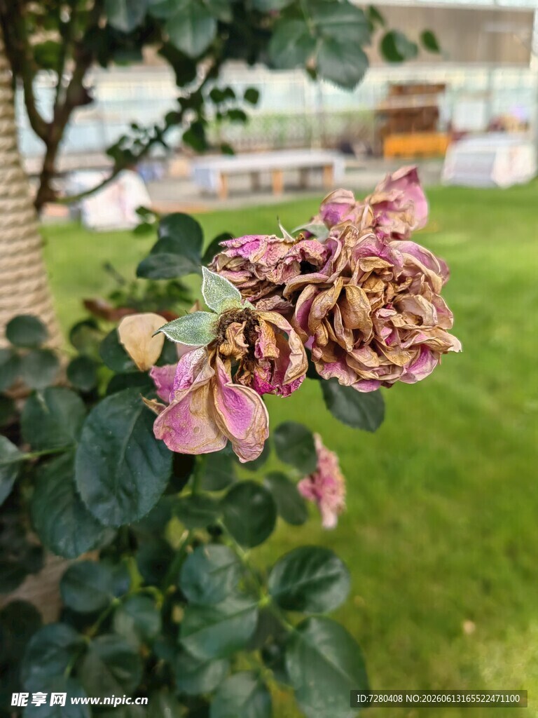 枯萎的多彩月季花