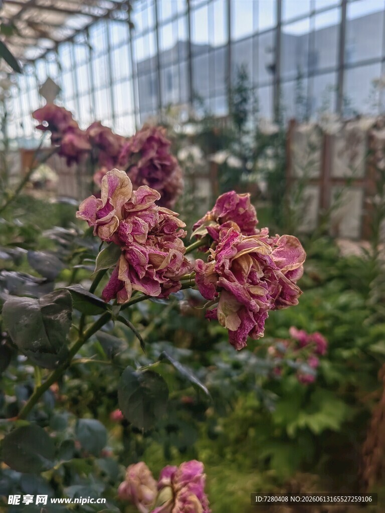 枯萎的粉色月季花