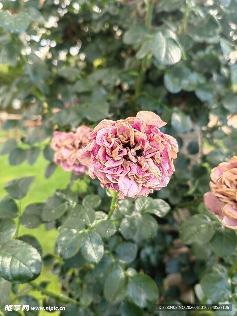娇艳粉色玫瑰绽放