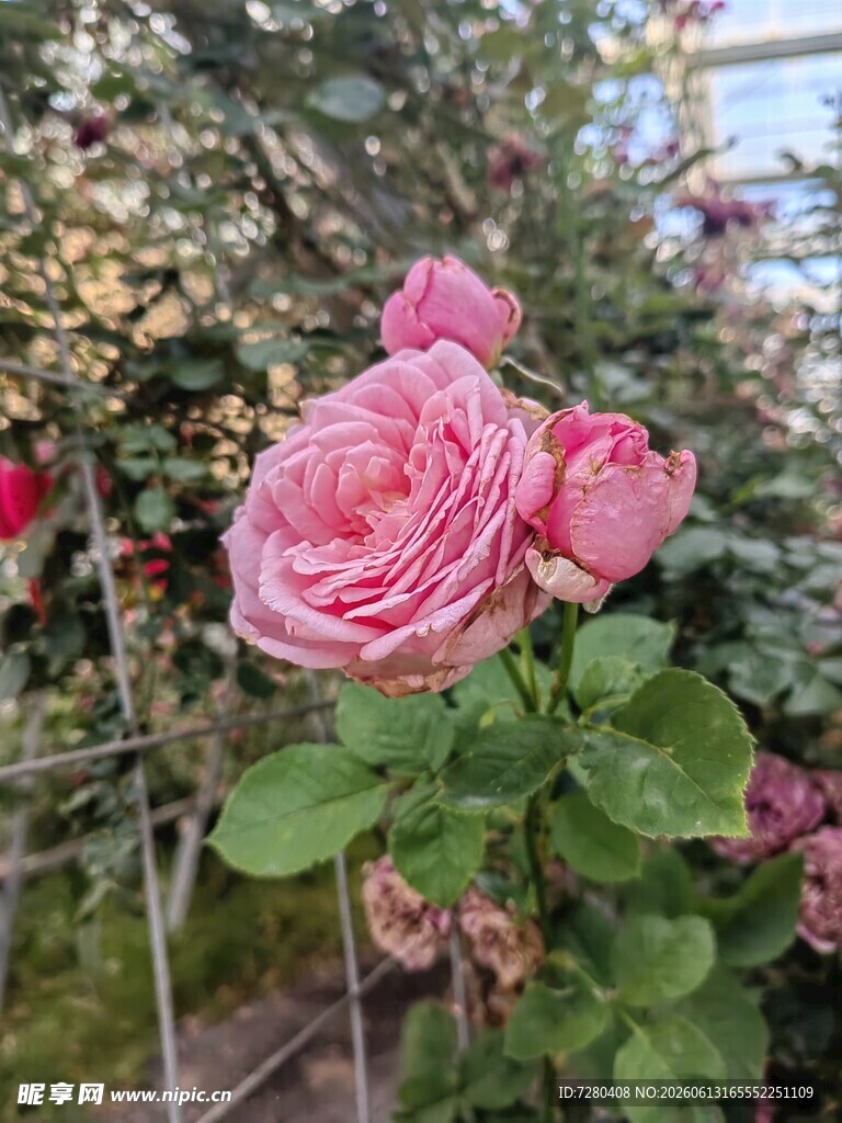 娇艳绽放的粉色月季花