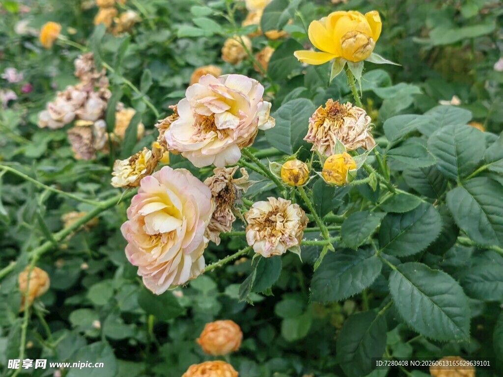 多彩绽放的娇艳月季花