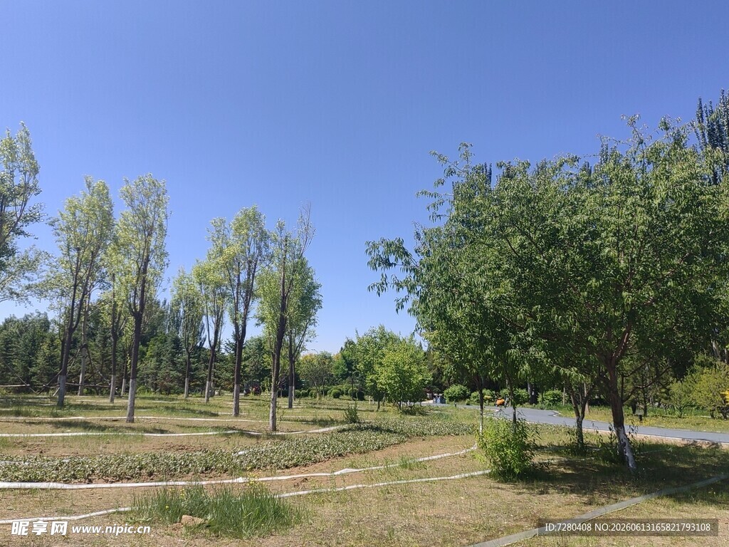 户外绿意盎然的开阔林地