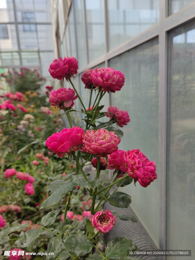 温室中艳丽的玫红色花朵