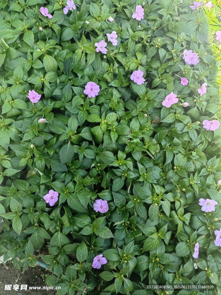 绿叶丛中的紫色小花