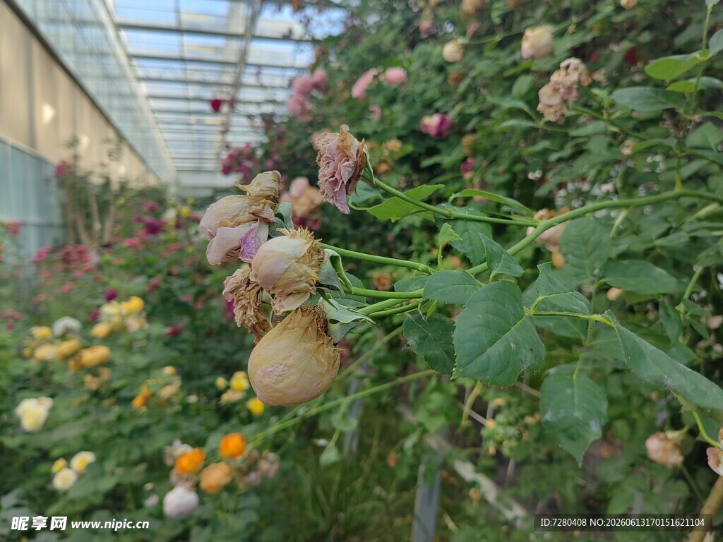 温室中绽放的多彩玫瑰花