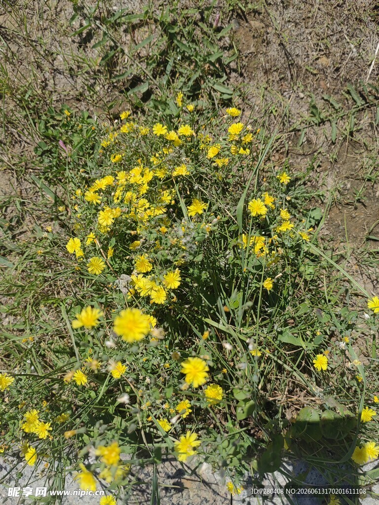 野外绽放的黄色小花丛