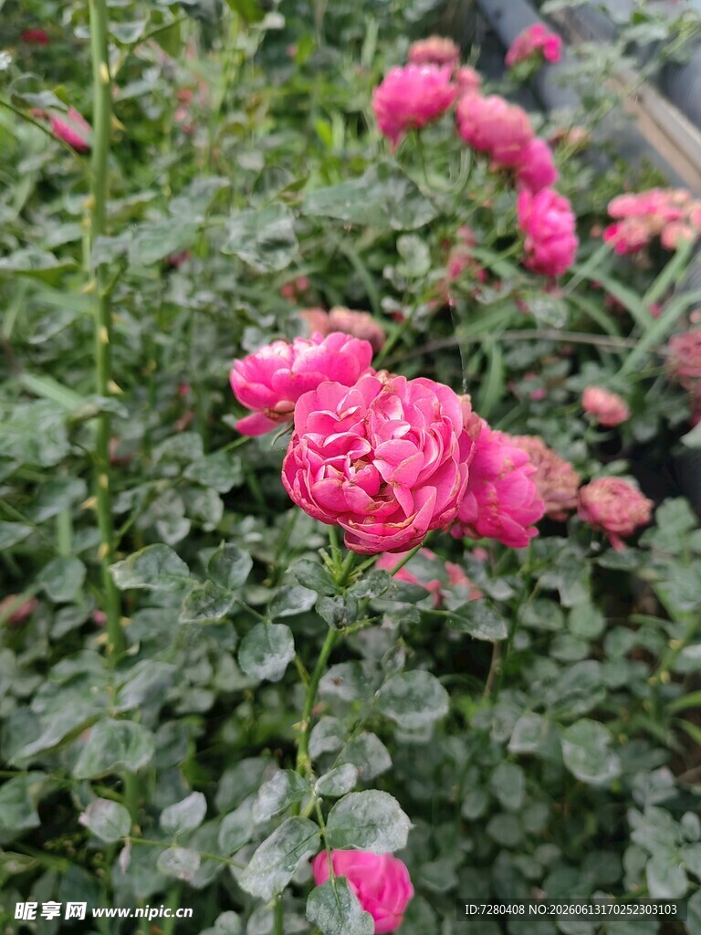 娇艳盛开的粉色玫瑰花