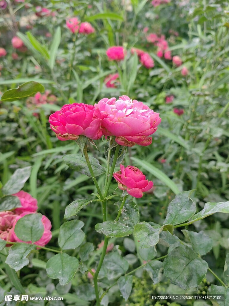 月季
