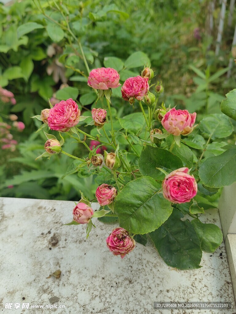 石边绽放的娇艳粉色小花