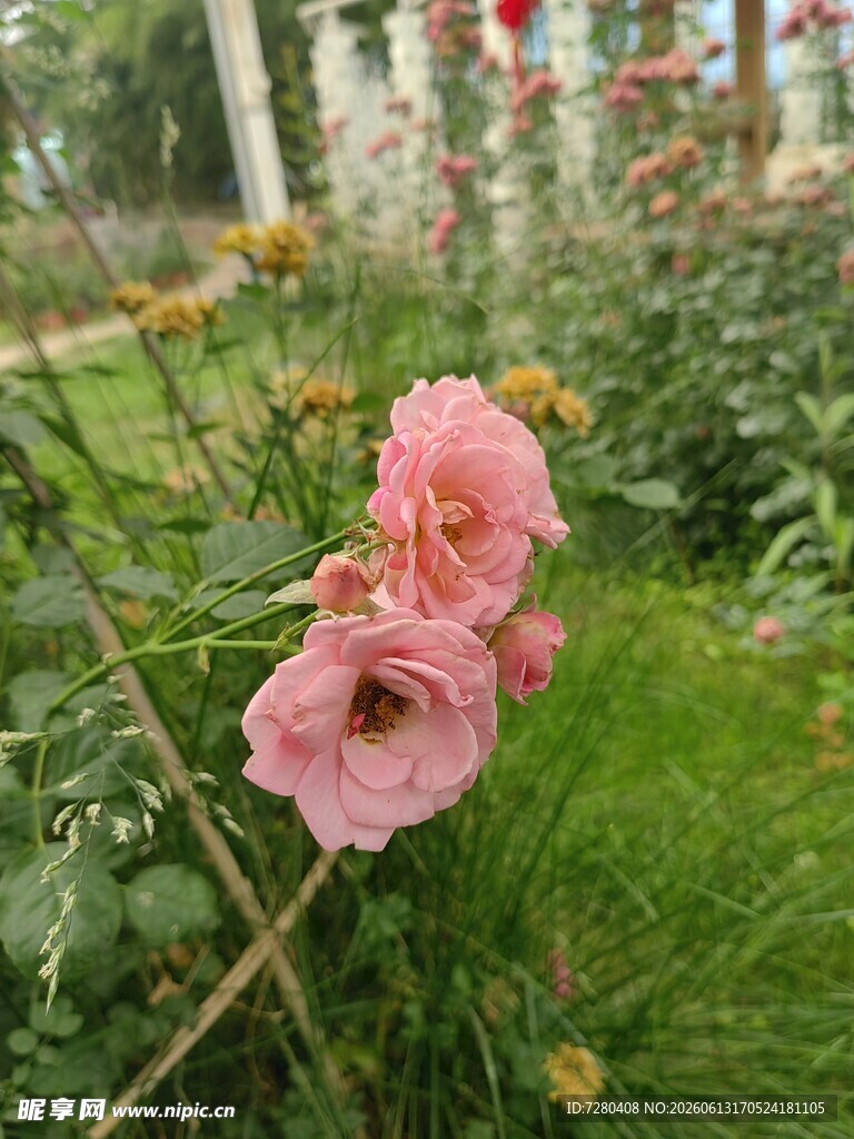 月季