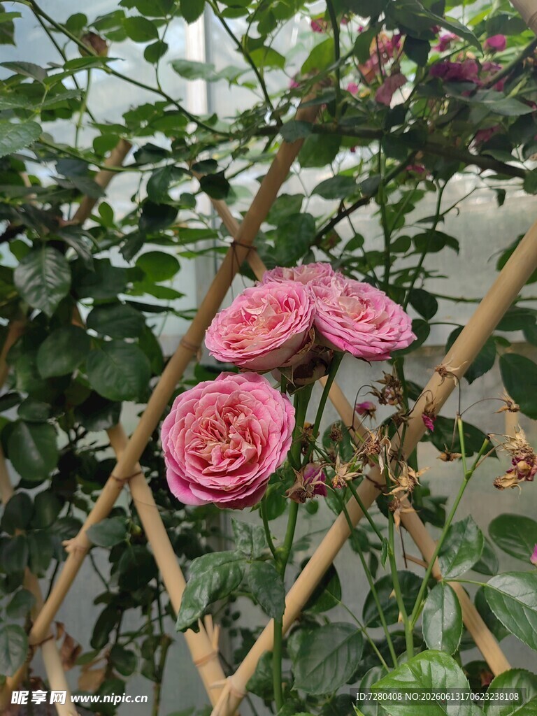 栅栏旁绽放的粉色月季花
