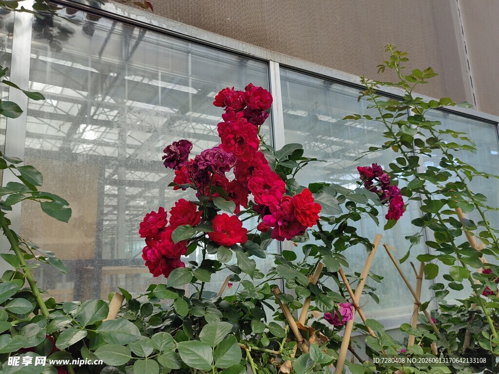 温室中的艳丽红玫瑰