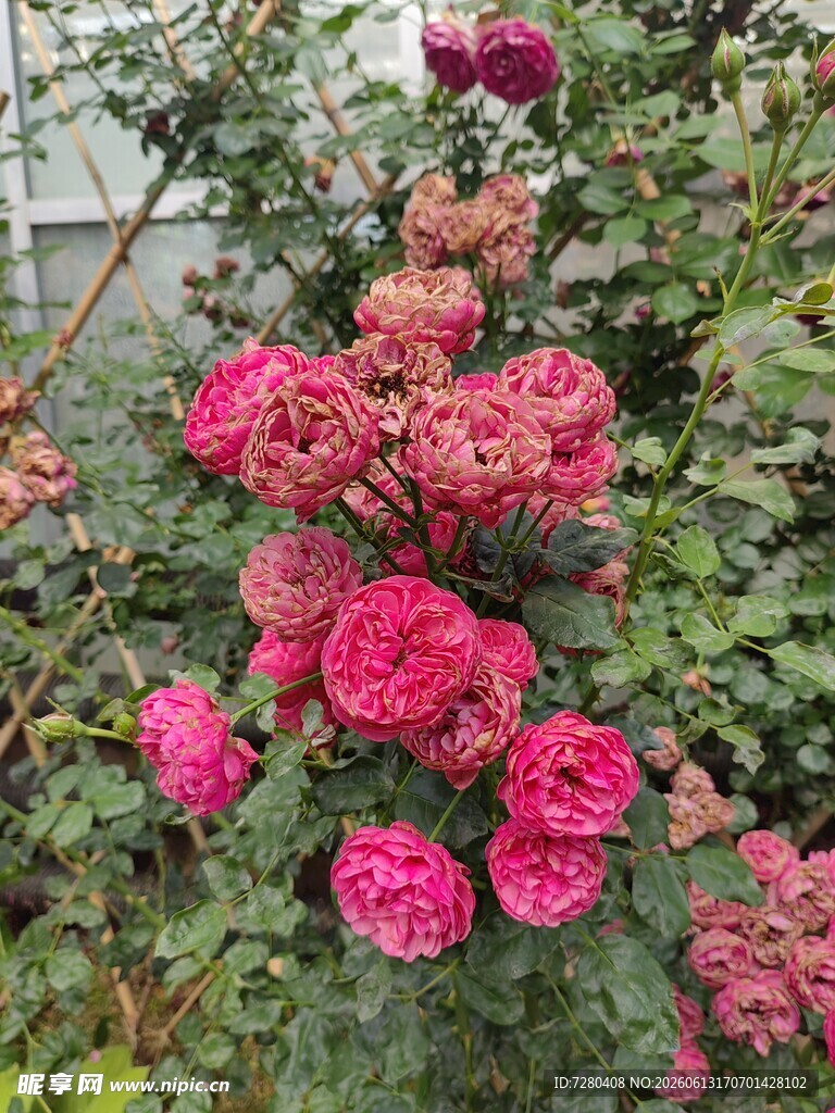 娇艳盛开的粉色月季花
