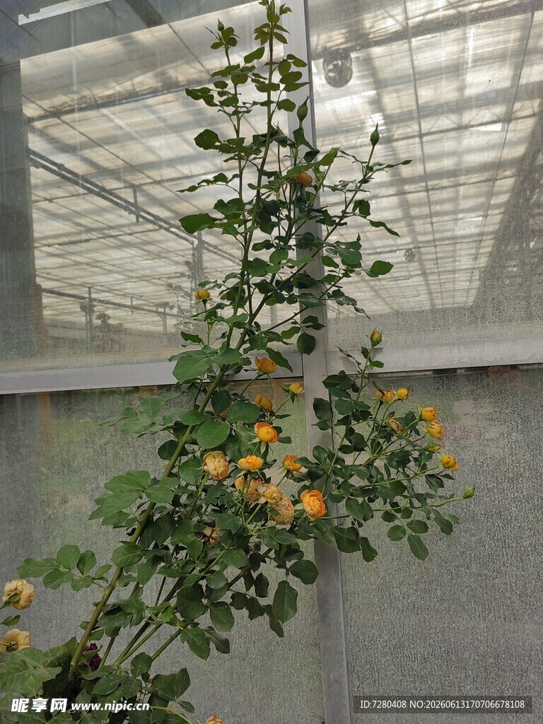 温室中繁茂的带果植物
