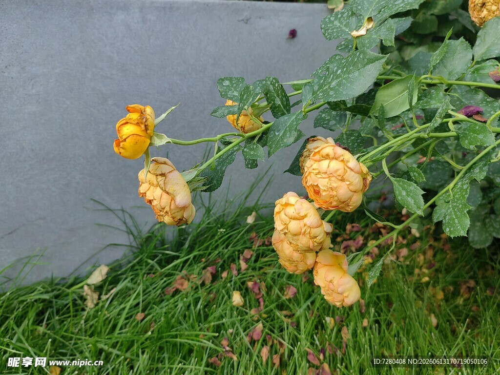 墙边绽放的金黄月季花