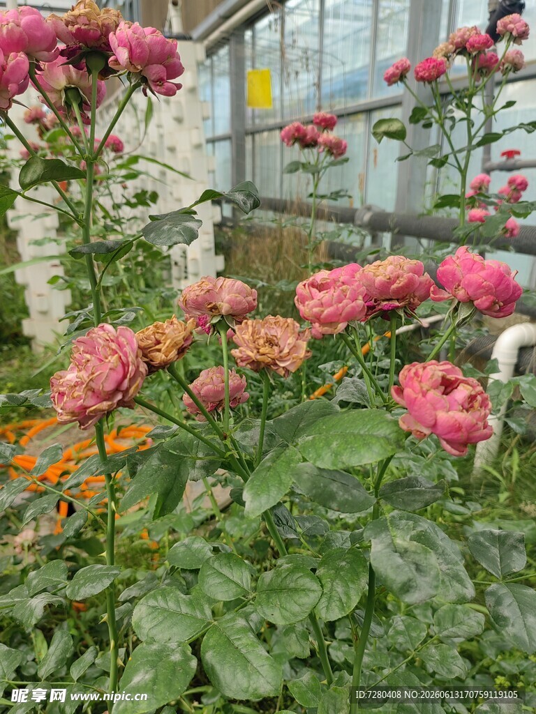 温室中绽放月季