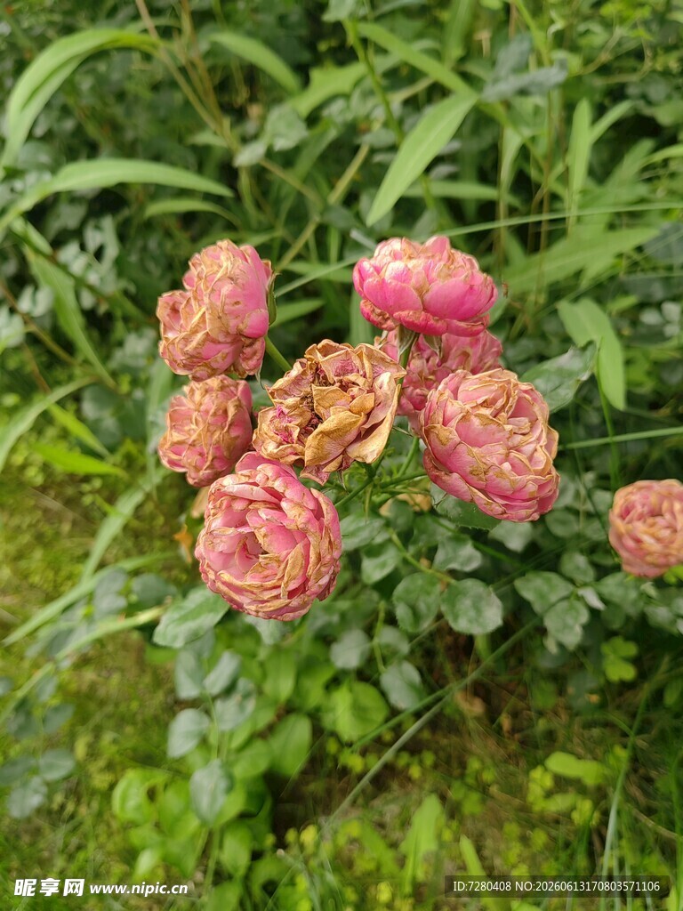 娇艳粉色花朵绽放绿叶间