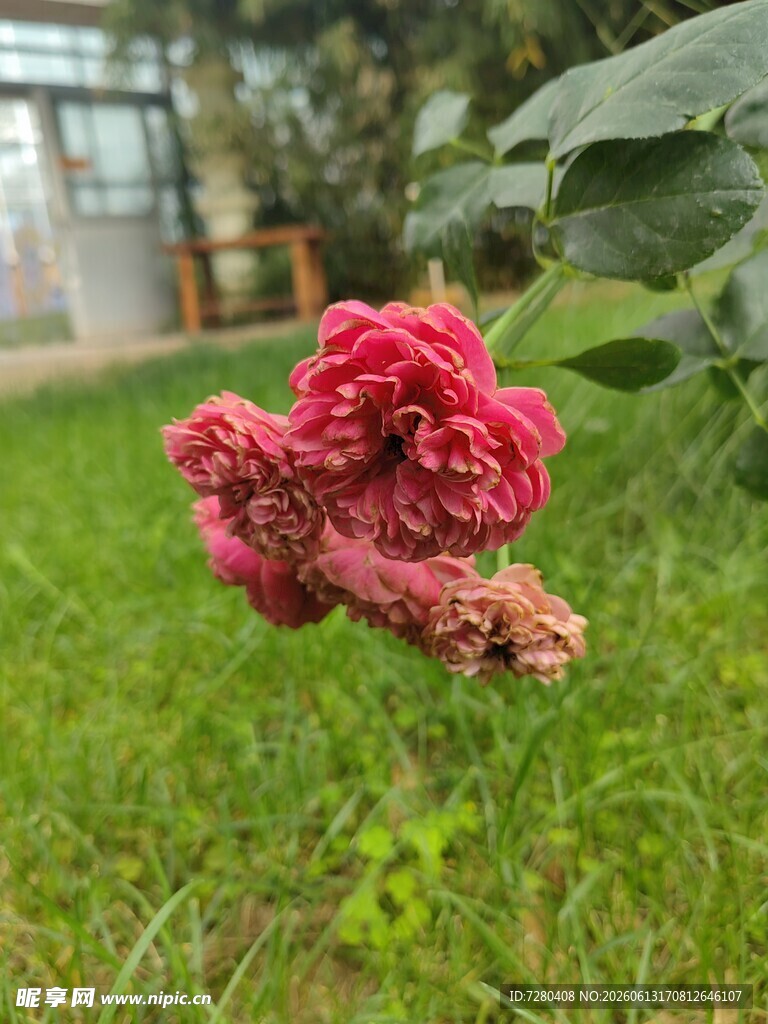 草地上的娇艳红月季