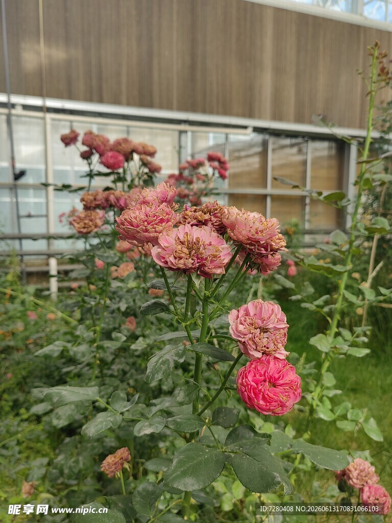 花园中的娇艳盛开玫瑰花
